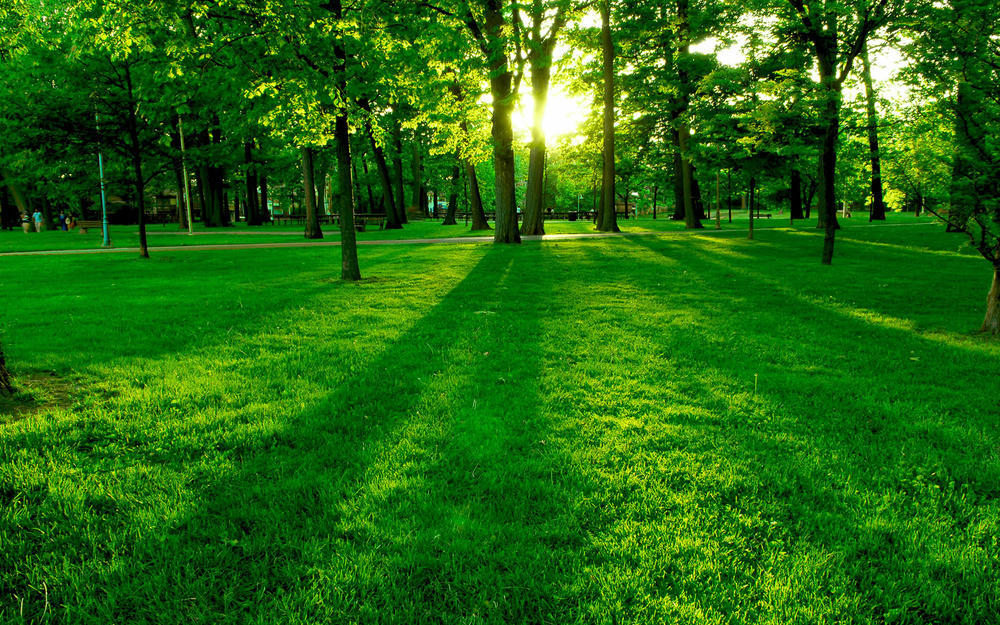 Sun shining through tall trees, green grass below